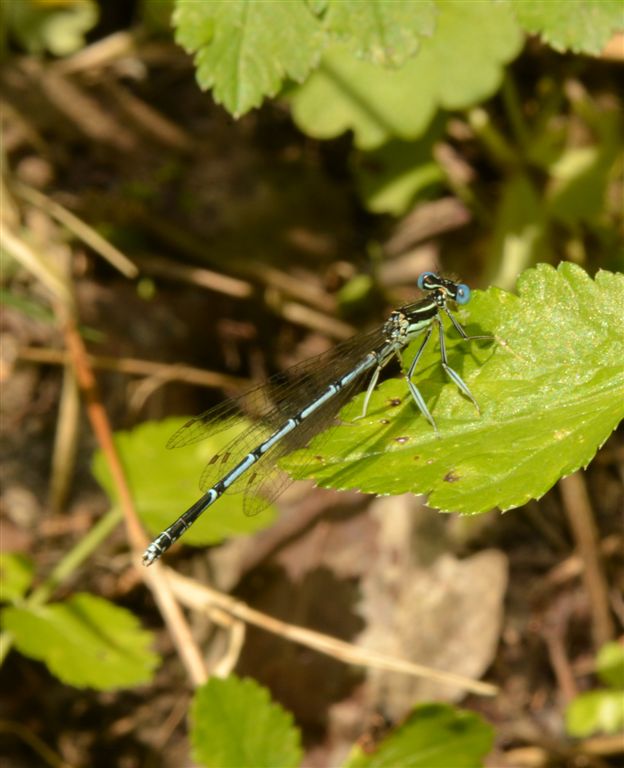 Platycnemis pennipes scura
